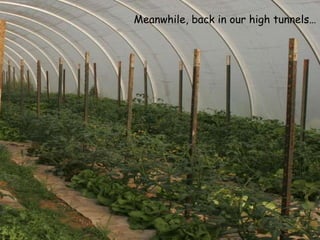 Meanwhile, back in our high tunnels… 