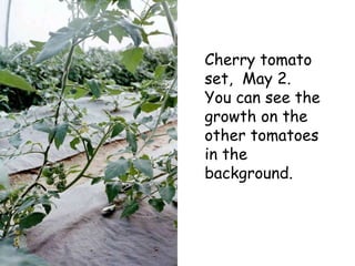 Cherry tomato set,  May 2. You can see the growth on the other tomatoes in the background. 