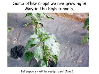 Some other crops we are growing in May in the high tunnels. Bell peppers – will be ready to sell June 1. 