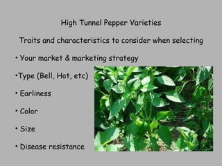 High Tunnel Pepper Varieties Traits and characteristics to consider when selecting Your market & marketing strategy Type (Bell, Hot, etc) Earliness Color Size Disease resistance 