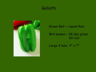 Goliath Green Bell ~ ripens Red Mid season – 68 day green   80 red Large 4 lobe  4” x 7” 