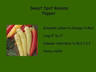 Sweet Spot Banana Pepper Greenish yellow to Orange to Red Long 8” by 2” Disease resistance to BLS 1,2,3 Heavy yields 