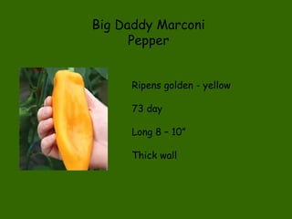 Big Daddy Marconi Pepper Ripens golden - yellow 73 day Long 8 – 10”  Thick wall 