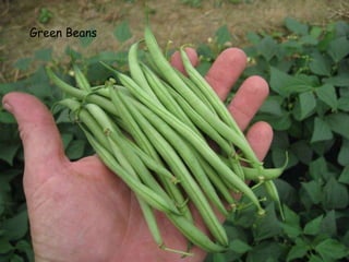 Green Beans 