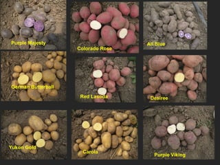 Purple Majesty German Butterball Yukon Gold Carola Red Lasoda Colorado Rose Purple Viking Desiree All Blue 