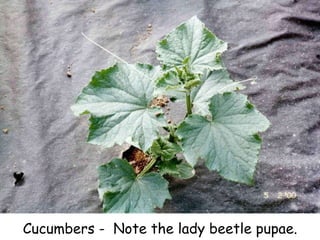 Cucumbers -  Note the lady beetle pupae. 