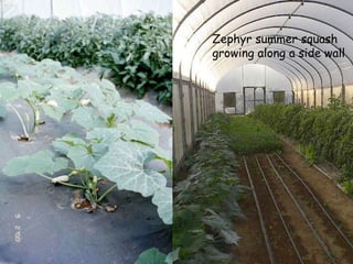 Zephyr summer squash growing along a side wall 