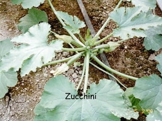 Zucchini 