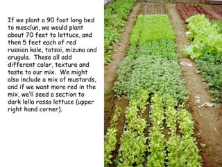 If we plant a 90 foot long bed to mesclun, we would plant about 70 feet to lettuce, and then 5 feet each of red russian kale, tatsoi, mizuna and arugula.  These all add different color, texture and taste to our mix.  We might also include a mix of mustards, and if we want more red in the mix, we’ll seed a section to dark lolla rossa lettuce (upper right hand corner). 