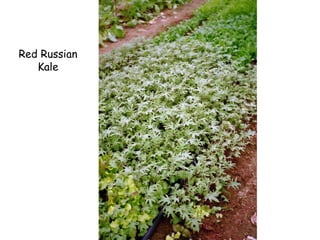 Red Russian Kale 