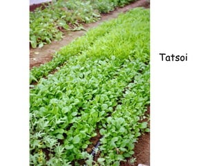 Tatsoi 