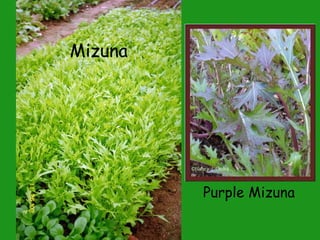 Mizuna Purple Mizuna 