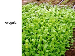 Arugula 