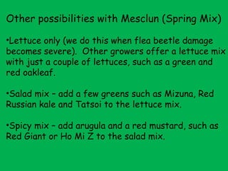 Other possibilities with Mesclun (Spring Mix) Lettuce only (we do this when flea beetle damage becomes severe).  Other growers offer a lettuce mix with just a couple of lettuces, such as a green and red oakleaf. Salad mix – add a few greens such as Mizuna, Red Russian kale and Tatsoi to the lettuce mix. Spicy mix – add arugula and a red mustard, such as Red Giant or Ho Mi Z to the salad mix.  