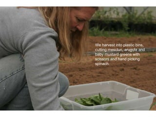 We harvest into plastic bins, cutting mesclun, arugula and baby mustard greens with  scissors and hand picking spinach. 