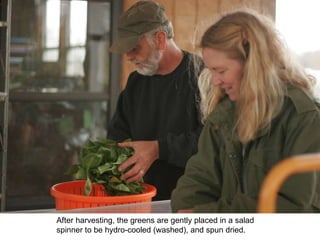 After harvesting, the greens are gently placed in a salad spinner to be hydro-cooled (washed), and spun dried. 