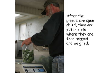 After the greens are spun dried, they are put in a bin where they are then bagged and weighed. 