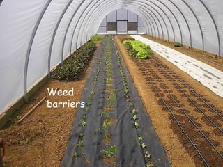 Weed  barriers 