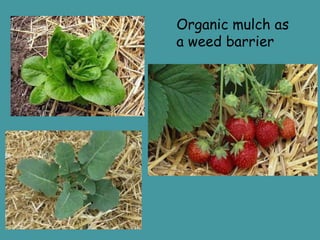 Organic mulch as a weed barrier 