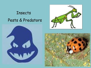 Insects  Pests & Predators 