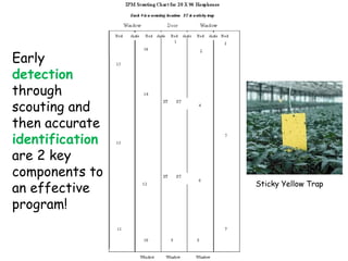 Sticky Yellow Trap Early  detection  through scouting and then accurate  identification   are 2 key components to an effective program! 