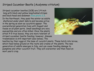 Striped Cucumber Beetle ( Acalymma vittatum ) Striped cucumber beetles (SCB) are 1/4 inch long with black and yellow longitudinal stripes  and black head and abdomen  View photo 2.3 .  In the Northeast, they pass the winter as adults sheltered under plant debris and become active  in the spring as soon as cucurbits appear. The  overwintered generation lives until August and  feeds on all plant parts. Small seedlings are very  susceptible and are often killed. Once the plants attain 4-5 true leaves, they are more tolerant of striped cucumber beetle feeding; however, disease transmission is still important (see below). The  beetles lay their eggs at the base of cucurbit plants. These hatch into larvae, which feed below ground on the roots and crowns of the plants. The new generation of adults emerges in July, and can cause feeding damage to pumpkins and other cucurbit fruit. They will overwinter and then feed on next year’s crop. 