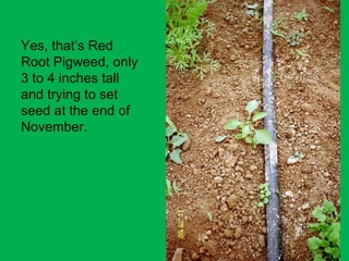 Yes, that’s Red Root Pigweed, only 3 to 4 inches tall and trying to set seed at the end of November. 