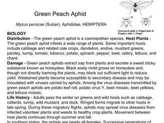 Green Peach Aphid Myzus persicae  (Sulzer), Aphididae, HEMIPTERA BIOLOGY Distribution  - The green peach aphid is a cosmopolitan species.  Host Plants  - The green peach aphid infests a wide range of plants. Some important hosts include cabbage and related cole crops, dandelion, endive, mustard greens, parsley, turnip, tomato, tobacco, potato, spinach, pepper, beet, celery, lettuce, and chard.  Damage  - Green peach aphids extract sap from plants and excrete a sweet sticky substance known as honeydew. Black sooty mold grows on honeydew and, though not directly harming the plants, may block out sufficient light to reduce yield. Weakened plants become susceptible to secondary disease and may be inoculated with viruses carried by aphids. Among the virus diseases transmitted by green peach aphids are potato leaf roll, potato virus Y, beet mosaic, beet yellows, and lettuce mosaic.  Life History  - Adults pass the winter on greens and wild hosts such as cabbage, collards, turnip, wild mustard, and dock. Winged forms migrate to other hosts in late spring. During these migratory flights, aphids may spread virus diseases from infected volunteer plants and weeds to healthy crop plants. Movement between host plants continues through summer and fall.  In southern states, the aphids are nearly all females. Successive generations of females, mainly wingless, are produced throughout the year. Winged migrants develop whenever overcrowding occurs or food becomes scarce. This type of development (all females, no males or eggs) occur as far north as Tennessee and Maryland. Many generations are produced each year. 
