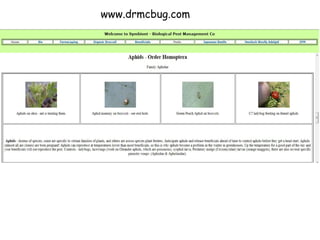 www.drmcbug.com 