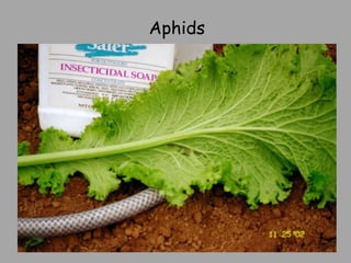 Aphids 