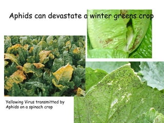 Aphids can devastate a winter greens crop Demogarden.org Yellowing Virus transmitted by Aphids on a spinach crop 