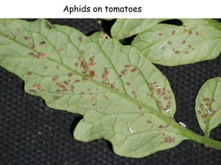 Aphids on tomatoes 