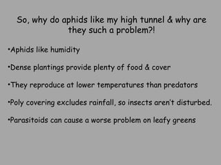 So, why do aphids like my high tunnel & why are they such a problem?! Aphids like humidity Dense plantings provide plenty of food & cover They reproduce at lower temperatures than predators Poly covering excludes rainfall, so insects aren’t disturbed. Parasitoids can cause a worse problem on leafy greens  