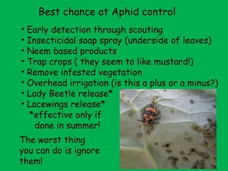 Best chance at Aphid control Early detection through scouting Insecticidal soap spray (underside of leaves) Neem based products Trap crops ( they seem to like mustard!) Remove infested vegetation Overhead irrigation (is this a plus or a minus?) Lady Beetle release*  Lacewings release* *effective only if done in summer! The worst thing you can do is ignore them! 