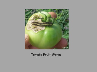 Tomato Fruit Worm 