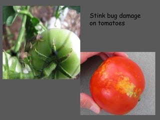 Stink bug damage on tomatoes 
