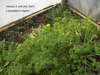 January 8, and yes, that’s a dandelion in bloom! 