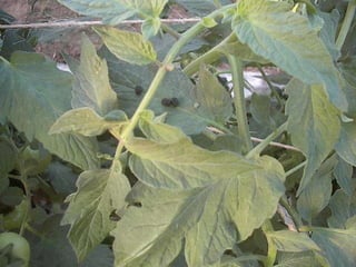 Hornworm, dark phase 