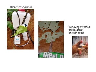 Direct intervention Removing affected crops…great chicken feed! 
