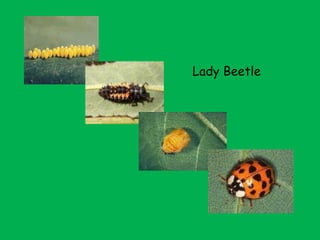 Lady Beetle 