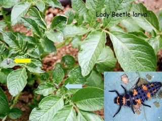 Lady Beetle larva 