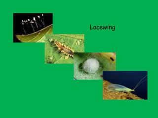 Lacewing 