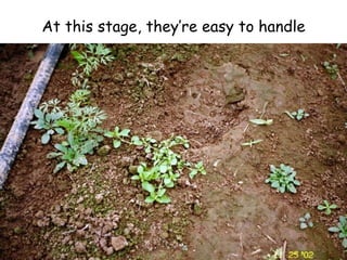 At this stage, they’re easy to handle 