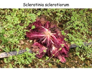 Sclerotinia sclerotiorum 