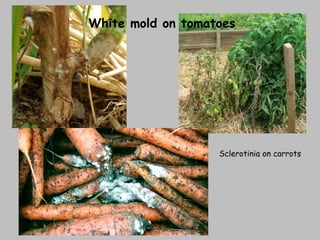 White mold on tomatoes Sclerotinia on carrots 