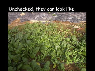 Unchecked, they can look like  this.. 