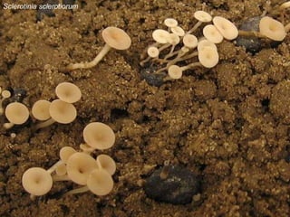 Sclerotinia sclerotiorum 
