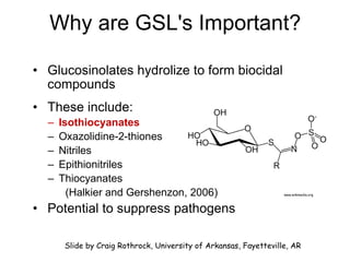Why are GSL's Important? Glucosinolates hydrolize to form biocidal compounds These include: Isothiocyanates   Oxazolidine-2-thiones Nitriles Epithionitriles Thiocyanates (Halkier and Gershenzon, 2006) Potential to suppress pathogens  www.wikimedia.org Slide by Craig Rothrock, University of Arkansas, Fayetteville, AR 
