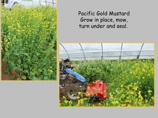 Pacific Gold Mustard Grow in place, mow, turn under and seal.  
