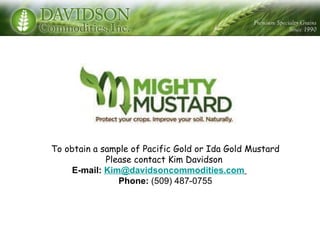 To obtain a sample of Pacific Gold or Ida Gold Mustard Please contact Kim Davidson  E-mail:  [email_address]   Phone:  (509) 487-0755 